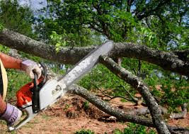 Best Emergency Tree Removal  in Bellview, FL